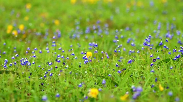Blue veined bladderwort or Net Veined Bladderwort have Bluish-purple, 2-lipped flowers. Utricularia reticulata is found in western ghats plateau of India. These flower plant swaying by the wind.