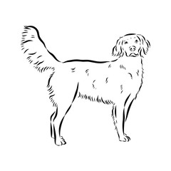 munsterlander, vector sketch