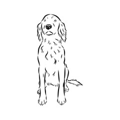 munsterlander, vector sketch