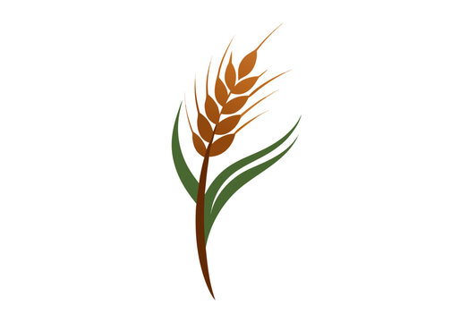  Organic paddy rice, ear of paddy  icon line airt vactor outline Illustrations on white background.