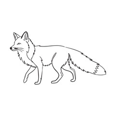 Fototapeta premium Simple line drawing of a fox in profile walking on a white background animal wildlife