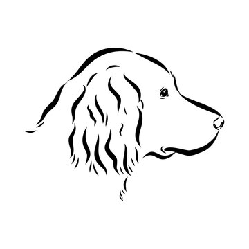munsterlander, vector sketch