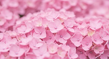 Obraz premium Pink Hydrangea Blossom Close Up