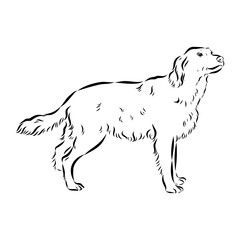 munsterlander, vector sketch