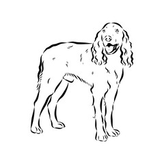 munsterlander, vector sketch