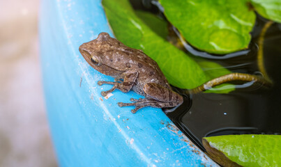 A quiet pond with lush lotus leaves floating on its surface. There is a paddy frog perched on the edge of the pond.