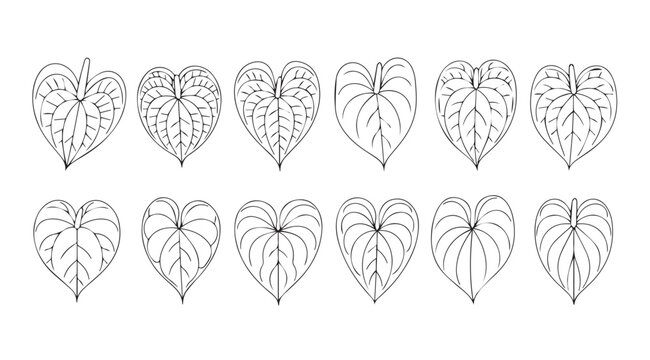 Collection of detailed anthurium leaf silhouettes with intricate vein patterns