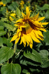 żółte słoneczniki w moim ogrodzie  © rob