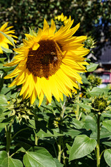 żółte słoneczniki w moim ogrodzie  © rob