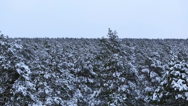 Slow drone ascent reveals snow covered pines, winter charm in Northern Europe