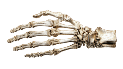 Realistic skeleton hand with detailed bone structure creating an anatomical human body part illustration isolated on white background
