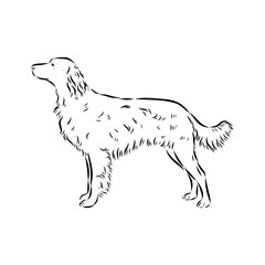 munsterlander, vector sketch