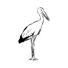 Razini's stork, vector sketch