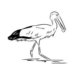 Razini's stork, vector sketch