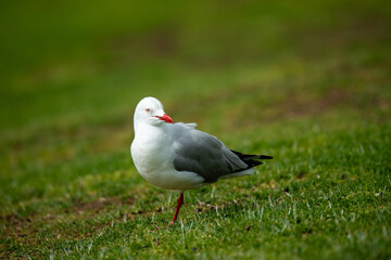 Close-up of Silver Gull Standing on Green Grass