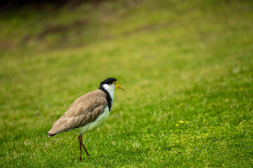 Masked Lapwing Bird on Green Grass