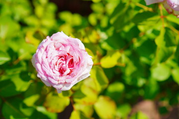 Close-up of beautiful pink rose blooming in garden, soft petals in natural sunlight, romantic flower symbolizing love, beauty, and celebration