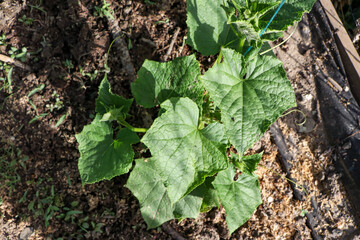 The picture depicts the flowering of a cucumber plant