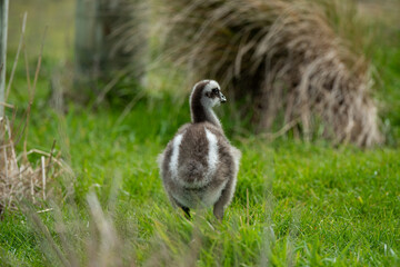 A single Cape Barren goose chick standing on green grass and looking into the distance. The soft focus background creates a calm and natural wildlife portrait.