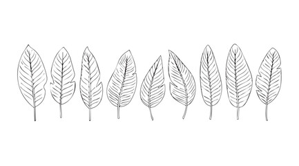 A line of delicate feather silhouettes with intricate line work © Tanvir