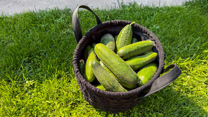 Fresh cucumbers nestle in a rustic basket, invoking the bounty of midsummer harvest and the...