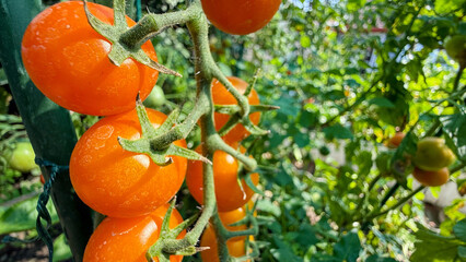 Sunlit cherry tomatoes glisten during harvest festival, evoking the Mediterranean ripening season...