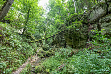 Beautiful green forest Hiking path with Sandstone chalk rock formations in Berdorf Mullerthal Luxembourg
