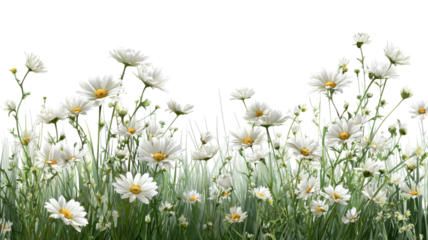 Green meadow grass surrounding delicate white daisies with fresh blooming petals creating a natural floral illustration isolated on white background