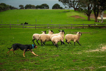 Sheepdog Herding Flock of Sheep on Green Pasture