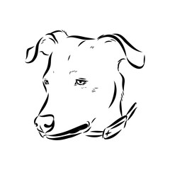 Blue lacey, dog, vector sketch