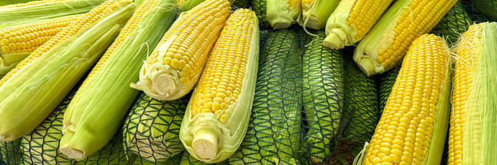 Golden corn cobs glisten in farmer's harvest, evoking Lughnasadh abundance, a festival of first...