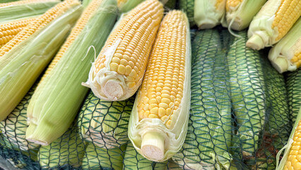 Golden corn cobs nestle in emerald husks, evoking harvest abundance and Lughnasadh's rustic bounty,...