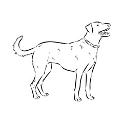 Blue lacey, dog, vector sketch