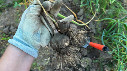 Rooted whispers in earthy embrace, gloved hand unearths garlic for Lammas, nurturing harvest tale with verdant resilience