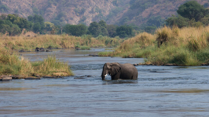 Elephant wading through river in lush green environment surrounded by tall grass and mountains in the background under clear blue sky reflecting in the water.