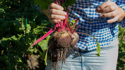 Outdoor gardening joy, hands gripping dirt-cloaked beetroot, harvest sunlit abundance, echoing Lammas festival, Slavic roots renewal