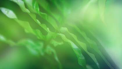 Nature of green leaf in garden at summer.	