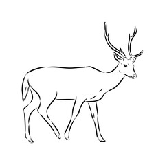 Fototapeta premium Axis the deer, vector sketch