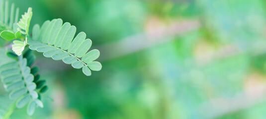 Nature of green leaf in garden at summer. Natural green leaves plants using as spring background