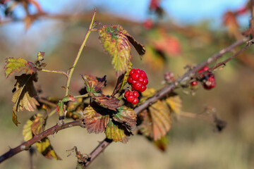 Unripe blackberry on the bush, autumn

blackberry, fruit, unripe, red