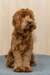 Australian Labradoodle of 10 months

dog, doodle, pet, companion animal, puppy, mammal, housemate