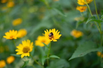 A bumblebee is busily pollinating bright yellow flowers in a lush garden on a sunny summer day, highlighting the importance of these insects in ecosystems.