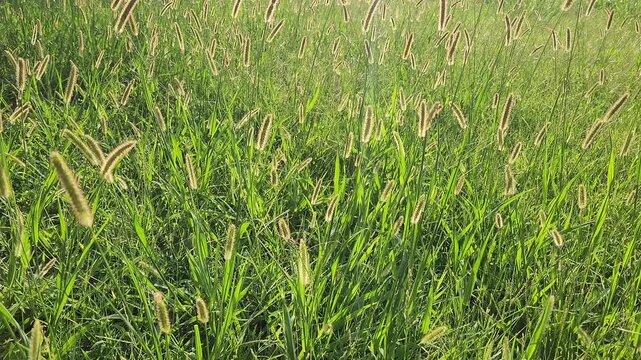 Setaria pumila, commonly known as yellow foxtail, is a summer annual grass weed with bristly seed heads, often found in fields, roadsides, and disturbed soils, competing with crops