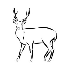 Axis the deer, vector sketch