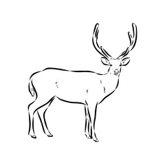 Axis the deer, vector sketch