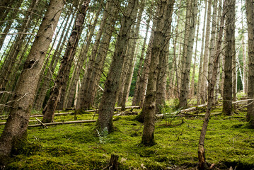 Looking Up Through the Trees