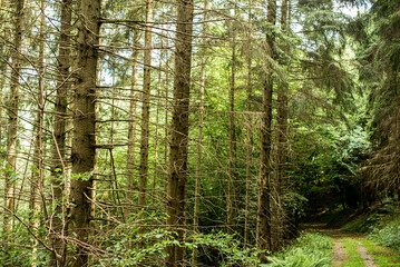 Looking Up Through the Trees