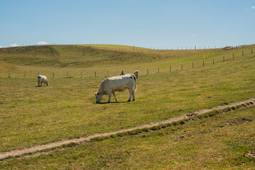 Cows Grazing in a Green Field