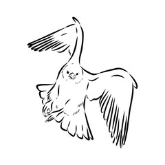 Asian falcon, vector sketch