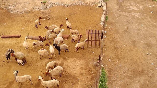 Sheep in a traditional rural enclosure in Aleppo countryside, Syria. The herd feels safe and calm, not escaping even with the gate open, reflecting good treatment, trust. For Syrian village life.